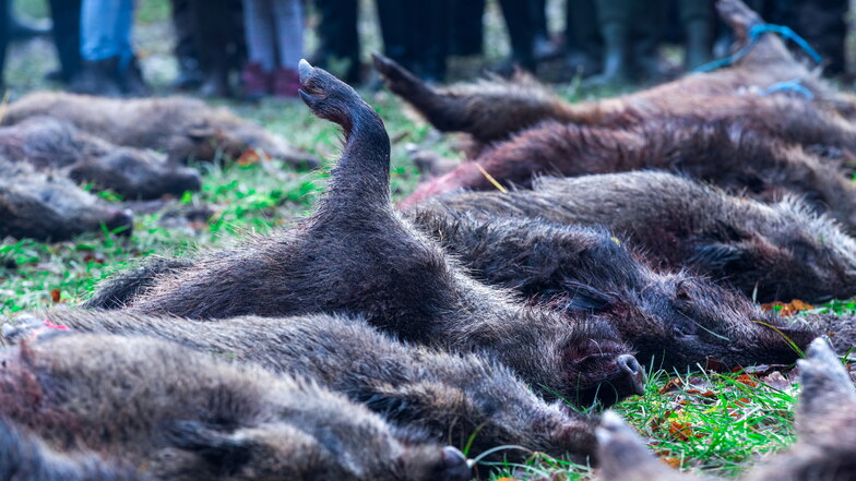 Wildschweine werden intensiv bejagt, um eine weitere Ausbreitung der Schweinepest zu verhindern. Trotzdem konzentrieren sich die Fälle in Sachsen nun auf den nördlichen Landkreis Bautzen.