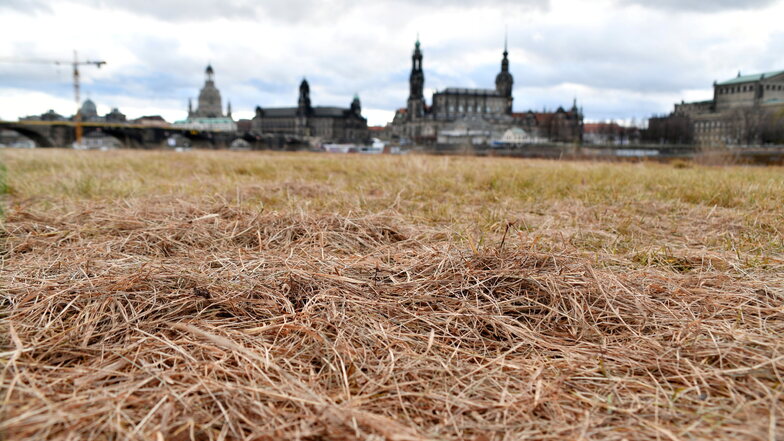 Trockenheit und Klimawandel: Darum werden Dresdens Grünflächen trotzdem gemäht