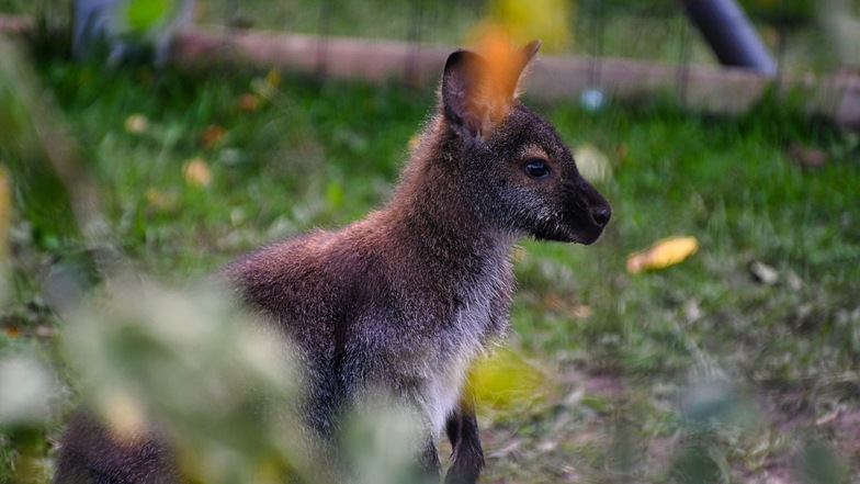 Das Känguru Franzl hat sich eine Woche lang mal die Umgebung von Leisnig angeschaut. Jetzt ist das Beuteltier wieder daheim im Tiergarten Tautendorf.
