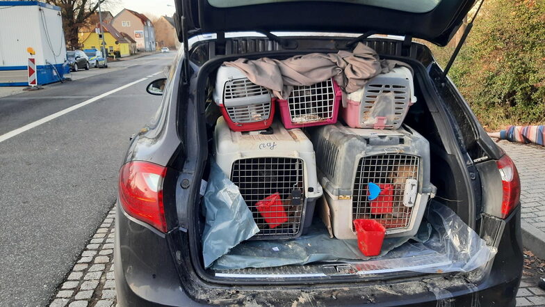 Boxen mit 14 Hundewelpen hatte ein Rumäne in seinem Porsche gestapelt.
