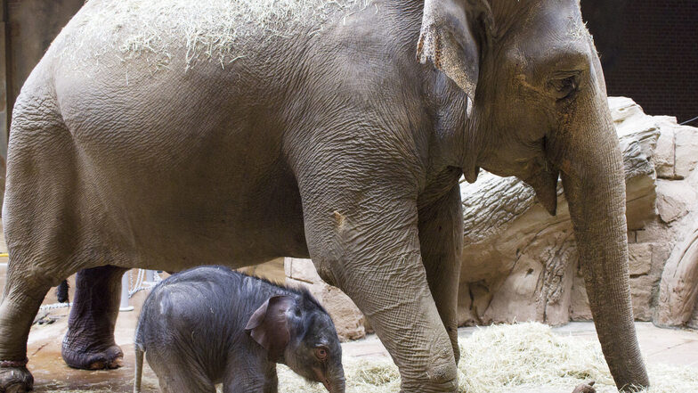Elefantenkuh Hoa mit ihrem Nachwuchs, der am Freitag zur Welt kam.