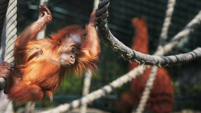 Der jüngste Bewohner der Anlage Dalai wurde 2015 geboren und ist der 32. im Dresdner Zoo auf die Welt gekommene Sumatra-Orang-Utan.