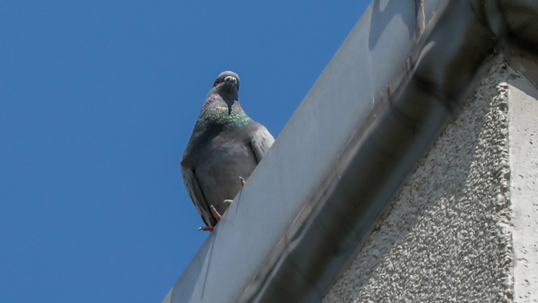 Tauben können in Städten schnell zu einem Problem werden.