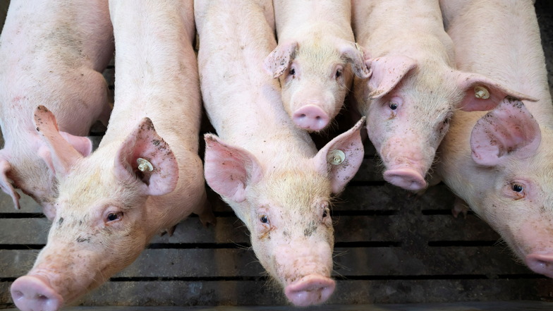 Kreis Bautzen: Schweinepest rückt immer näher