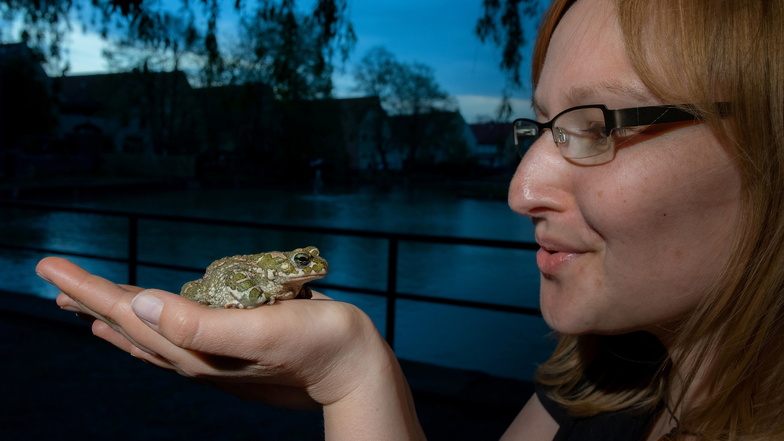 Schau mir in die Augen, Kleines: Kristin Pietzsch, seit sieben Jahren ehrenamtliche Naturschutzhelferin, spielt Taxi für eine Wechselkröte.