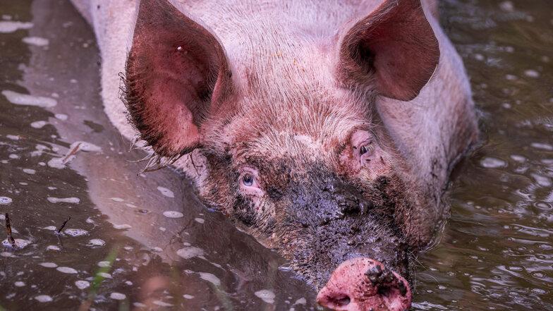 Schwein gehabt: Dieses kranke Tier wurde aus einem Zuchtbetrieb gerettet.