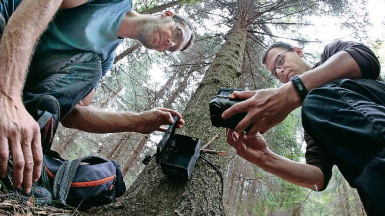 Lukáš Žák (links) und Paul Lippitsch überprüfen eine Fotofalle in einem Waldgebiet bei Cunewalde.