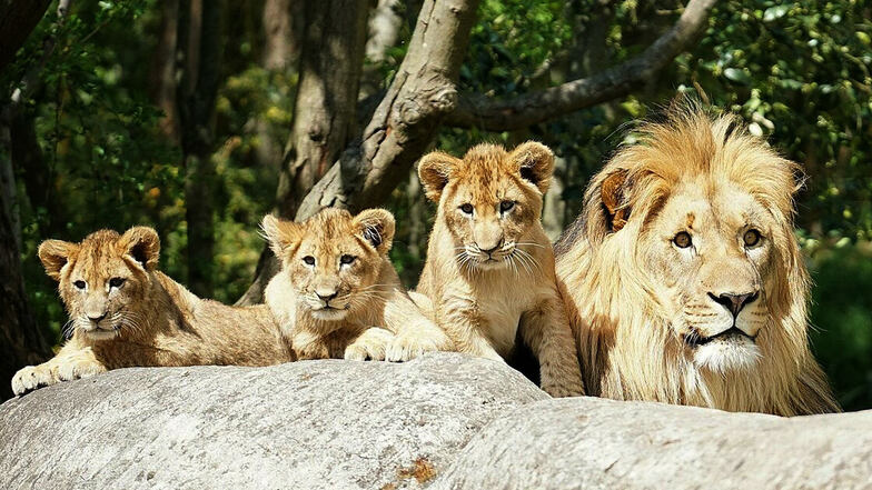 Die drei noch namenlosen Löwenjungen mit ihrem Vater Majo (r).