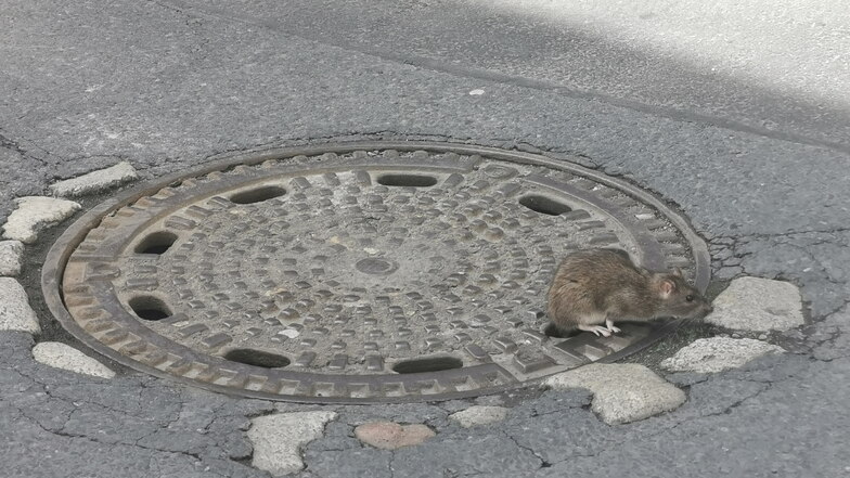 Eine Ratte krabbelt aus dem Lüftungsloch eines Gullydeckels in der Großenhainer Schlossstraße.