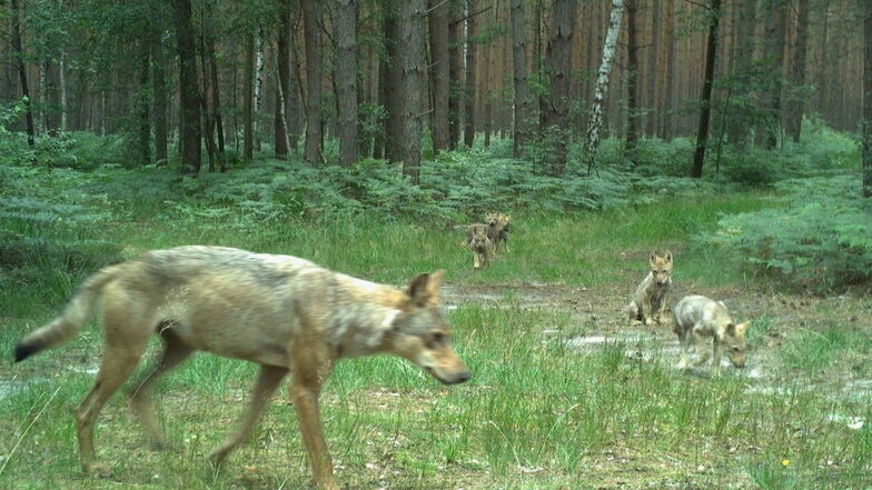 Sieben neue Wolfsgebiete in Sachsen