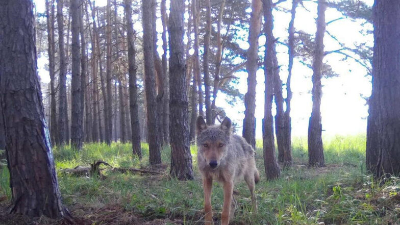 Das Foto wurde von einem Jäger mit einer installierten Wildkamera gemacht. Natürlich haben die Wölfe einen großen Einzugsbereich. Aber das Zentrum liegt in Strauch-Gröden.