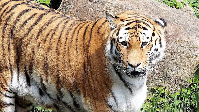 Leipzigs Zoo trauert um Tigerin Bella