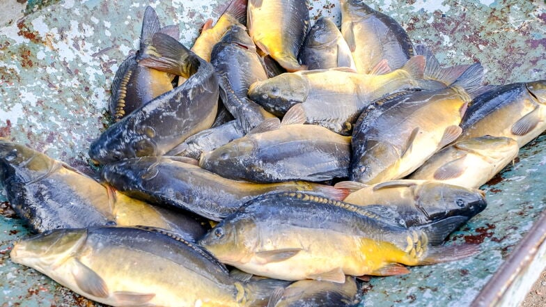 Zwar wurden die ersten Karpfen bereits aus dem Wasser geholt, das Abfischen der großen Teiche startet aber erst zur Monatsmitte.
