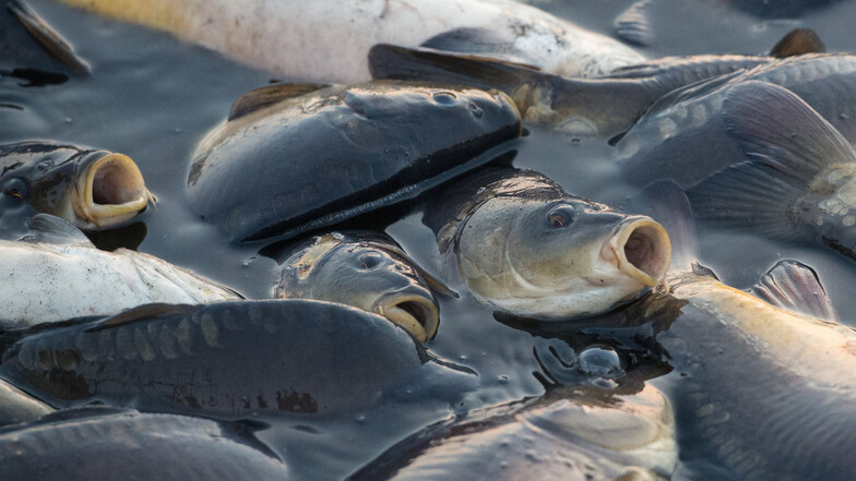 Fische, die nach Luft schnappen, sieht man meist nur beim Abfischen. Doch auch im Wasser kann den Tieren die Puste ausgehen: wenn es über längere Zeit sehr heiß ist.