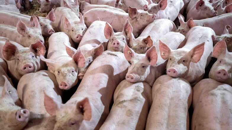 Schweine auf Stroh in einem Mastbetrieb  Der Bundestag hat ein Tierhaltungslogo für Fleisch im Supermarkt beschlossen.