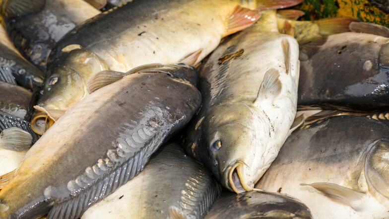 Fischproduktion in Sachsen 2021 wieder angestiegen