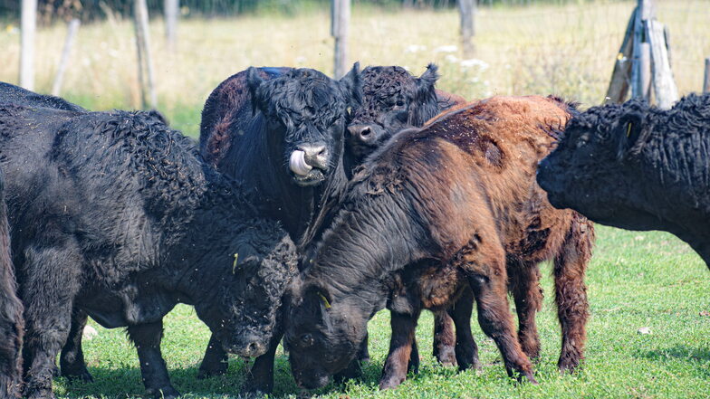 Richtig kampeln können vor allem die jungen Galloway-Bullen. Die Galloways leben das ganze Jahr draußen auf der Weide des Missionshofes Lieske.