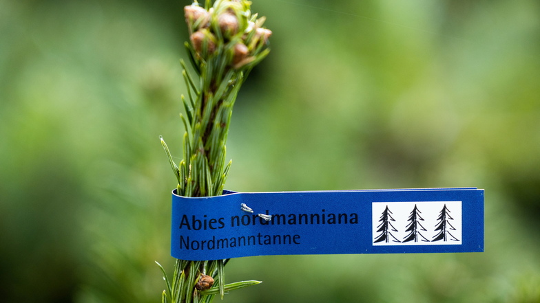 In einer Nordmanntanne aus der Sächsischen Schweiz, die als Weihnachtsbaum in Dresden verkauft wurde, hat der BUND Glyphosat nachgewiesen.