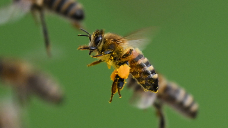 Die Venoa-Milben gehören für die Bienen zum größten Feind. Um diese zu bekämpfen, können Imker bis April Medikamente bestellen.