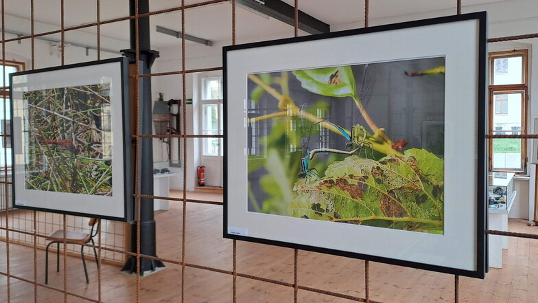 Hendrik Schlegel hat für seine aktuelle Ausstellung "Natur im Detail" zahlreiche gut getarnte Insekten und Kleintiere in der Oberlausitzer Heide- und Teichlandschaft aus nächster Nähe fotografiert.