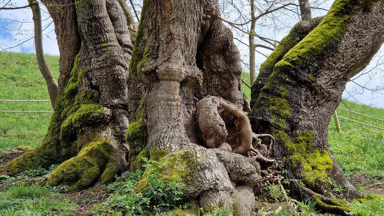 Sächsischer Forscher sucht Nationalerbe-Bäume