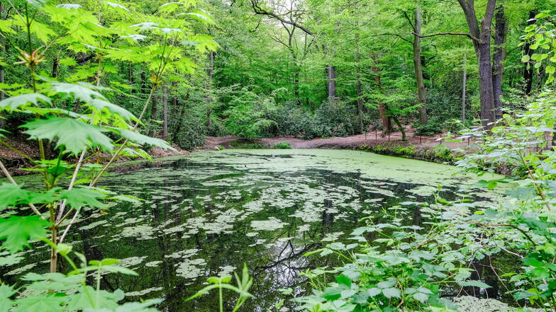 Im Waldpark befindet sich Schwarzes Teich.