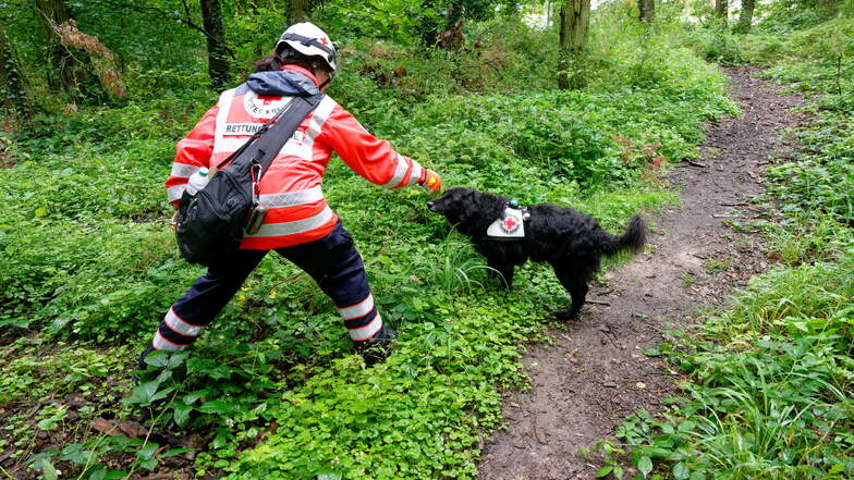Eine Hundeführerin des Roten Kreuzes sucht mit ihrem Hund bei Mechernich nach einem vermisstem Mädchen. Das ist nun wieder da.