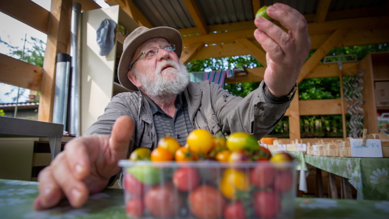 Bernd Lehmann aus Kamenz hat 65 verschiedene Tomatensorten auf seiner Plantage in Kamenz-Thonberg angebaut. Aktuell ist die Saison fast vorbei, aber nächstes Jahr startet der Rentner wieder mit neuem Anbau. Vor allem alte Sorten interessieren ihn.