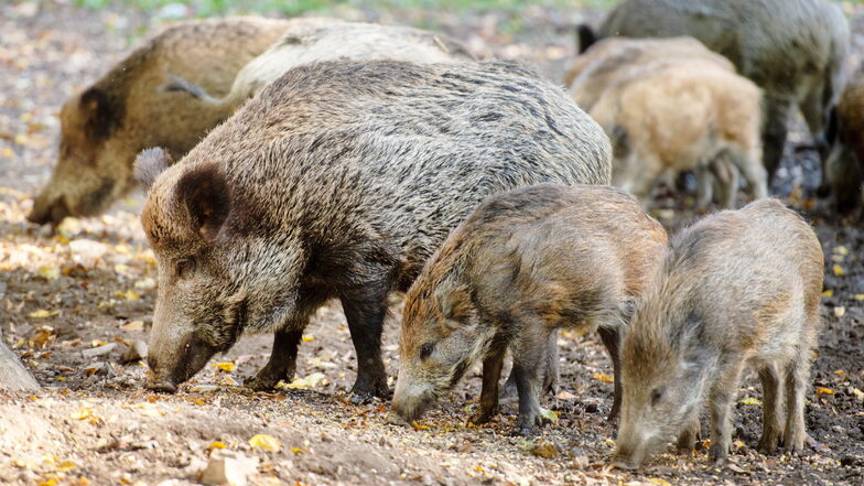 Die Schwarzkittel im Wildgehege Moritzburg werden geschossen. Zwar sind sie nicht an der Schweinepest erkrankt, aber sie können nicht wie gefordert in Ställen untergebracht werden, selbst wenn es welche in der Anlage geben würde.