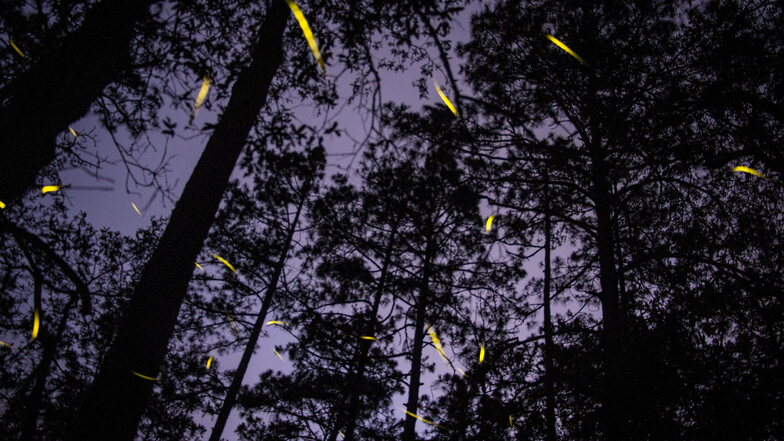 Dieses Foto entstand im Sommer, wenn Glühwürmchen normalerweise fliegen. Jedoch sind sie auch in der kalten Jahreszeit zu sehen.