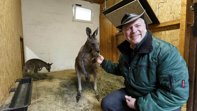 Tierparkchef Sven Hammer mit einem Känguru: Ab Dienstag bliebt die Einrichtung geschlossen.