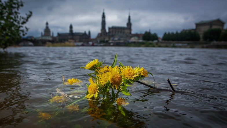 Warum der Elbepegel in Dresden ungewöhnlich hoch steht