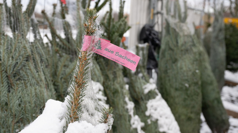 Verschiedene eingenetzte Weihnachtsbäume stehen bei einem Weihnachtsbaumverkauf nebeneinander.