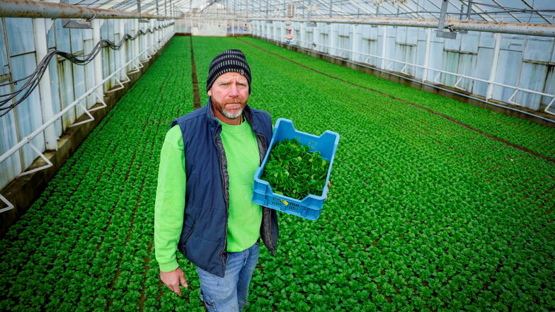 Im Gewächshaus der Gärtnerei von Uwe Findeisen gedeiht jetzt im Winter Feldsalat. Rund 50 verschiedene Gemüsesorten kultiviert er das gesamte Jahr über.