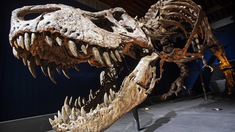 Skelett-Nachbau eines Tyrannosaurus rex Trix (T. rex), einer der vor 65 Millionen Jahren ausgestorbenen Saurierart. 