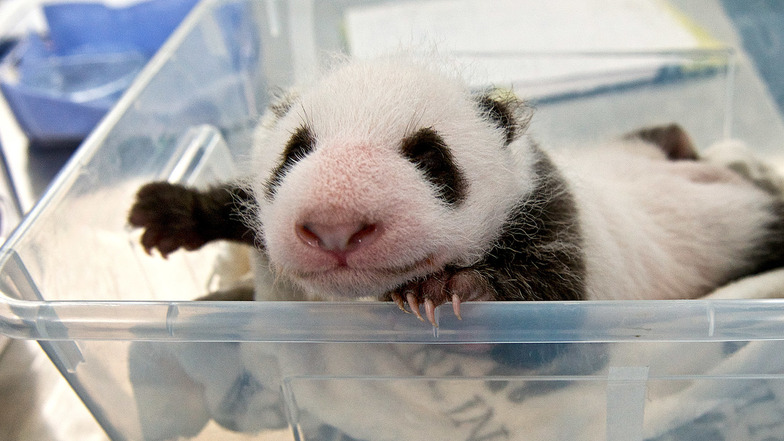 Eines der beiden Panda-Jungtiere liegt im Zoo Berlin in einer Plastikbox auf einer Waage.