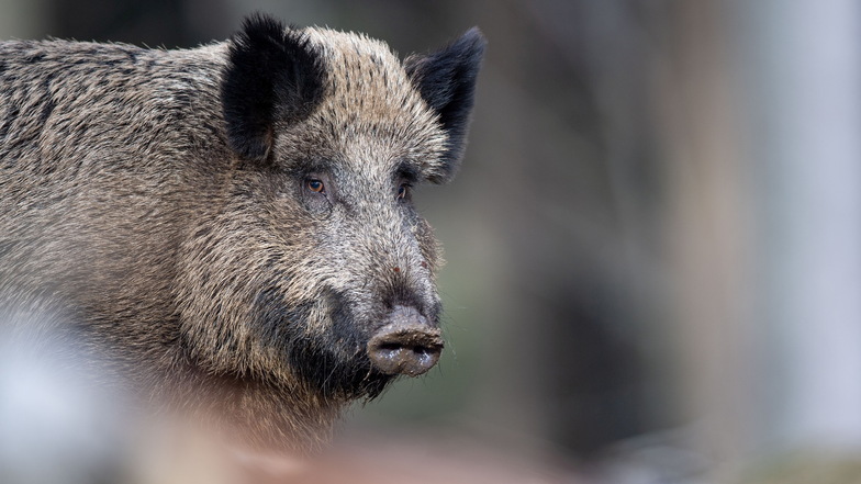 Zwei Wildschweine wurden bei Radeberg von Autos erfasst.