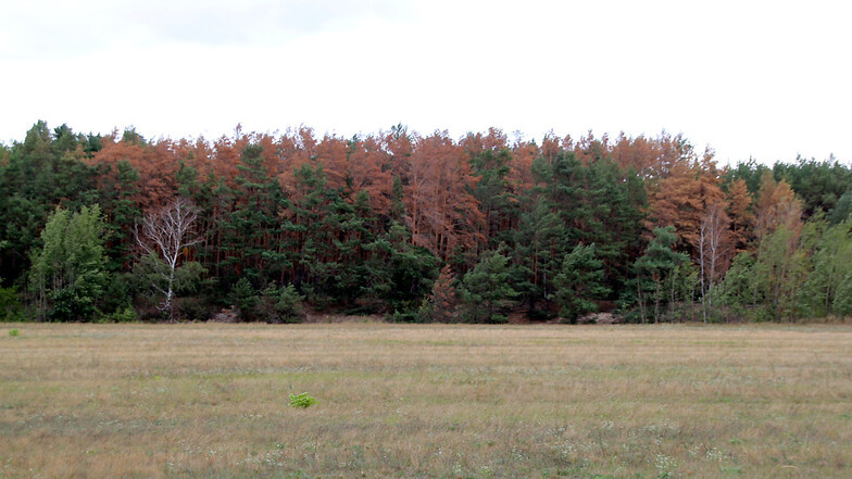 Immer mehr Bäume färbten sich in den zurückliegenden Monaten braun. In diesem Sachsenforst-Waldstück im Bereich des Koschendamms bei Geierwalde wüten Borkenkäfer. Erst in dieser Woche begann die Schadholz-Beseitigung.