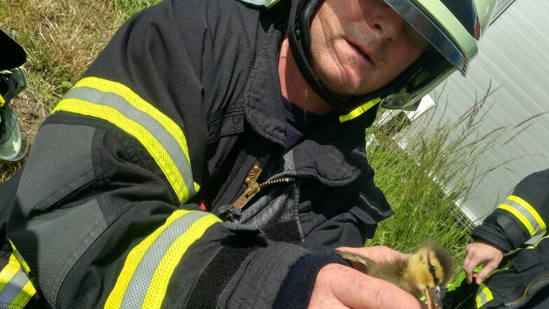 Reiner Edelmann von der freiwilligen Feuerwehr Bannewitz mit einem der geretteten Entenküken.