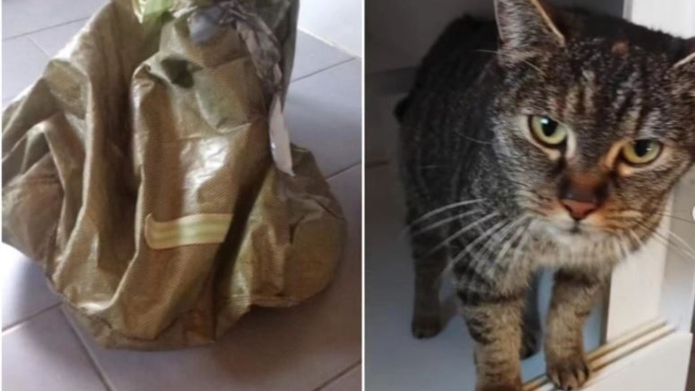 in einem Kleidercontainer im Landkreis Leipzig eine trächtige Katze gefunden. Sie war in einem zugeschnürten Sack quasi entsorgt worden.