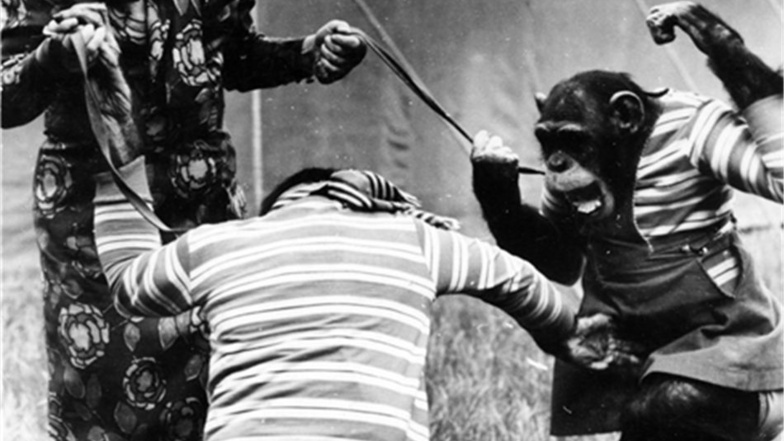 Mario Müller Milanos Mutter Sonja mit der Narbe vom Unfall mit einem Löwen im Gesicht und zwei ihrer fünf Schimpansen.