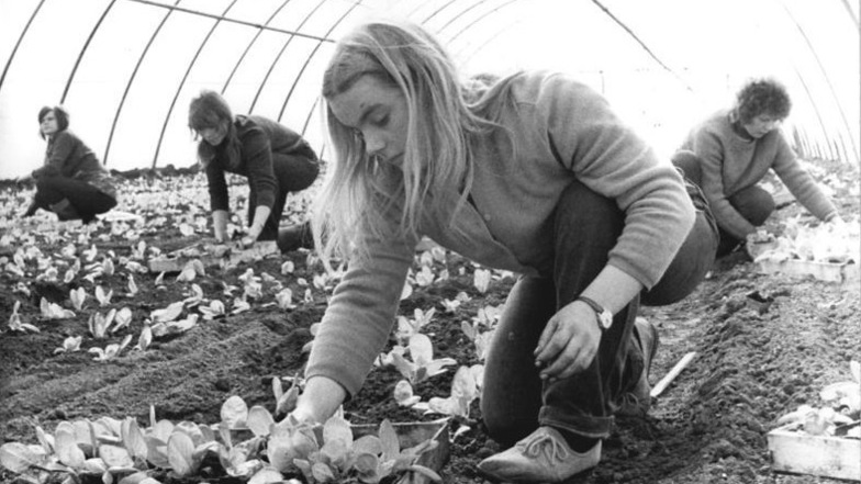 Zu DDR-Zeiten pflanzten die Gärtnerischen Produktionsgenossenschaften Gemüse - wie hier Lehrlinge 1973 in Mühlhausen - auch in Treibhäusern an, um die Bevölkerung zu versorgen.