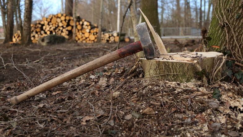 Holzdiebstahl ist so selten in den Wäldern im Kreis Görlitz nicht. Die Waldbesitzer wissen aber, wie sie den Dieben auf die Schliche kommen, auch mit moderner Technik. (Symbolfoto)