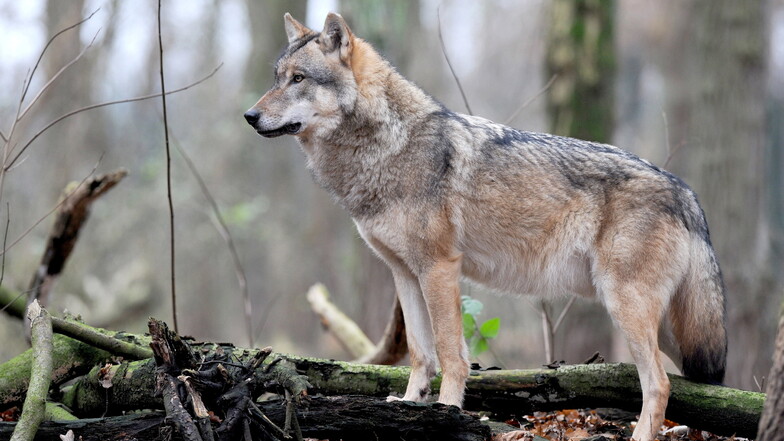 Die Population hat sich erholt. Sollte der Bestand von Wölfen deshalb jetzt aktiv begrenzt werden? In Sachsen läuft dazu die Diskussion.