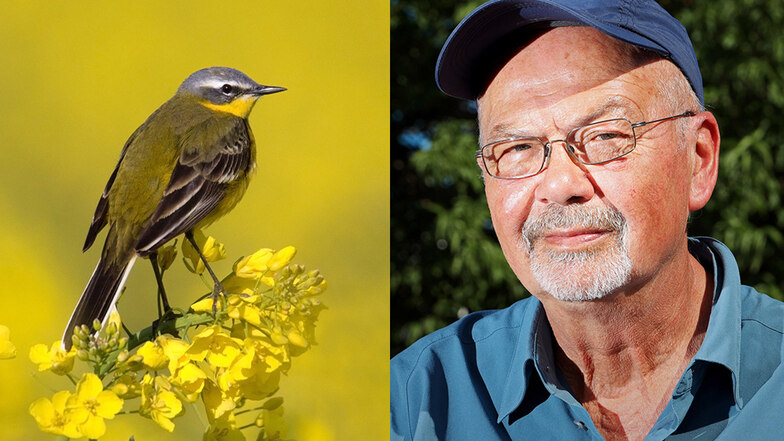 Das große Artensterben in Riesas Vogelwelt ist bisher ausgeblieben, sagt Peter Kneis. Allerdings gilt ein großer Teil der heimischen Vögel als gefährdet.