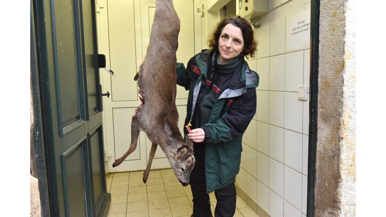 Im Landkreis wurden zuletzt über 4.300 Rehe jährlich erlegt. Hier zeigt Kerstin Rödiger vom Forstbezirk Neustadt ein Exemplar aus diesem Winter.