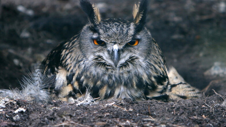 Uhus sorgen im Nationalpark Sächsische Schweiz jedes Frühjahr für Nachwuchs. Die Raubvögel verstecken sich meist in Felsspalten, wo sie in ihrer Nistmulde brüten. Nun hat er zum wiederholten Mal auch in Radebeul Eier gelegt.