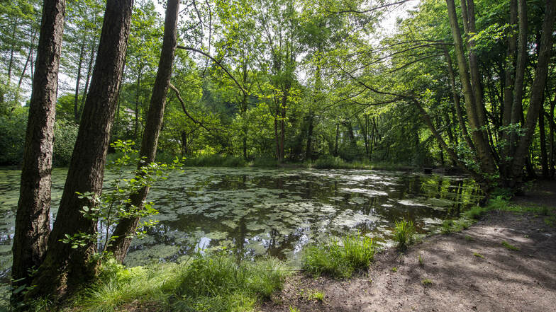 Die Teiche im Lößnitzgrund sollen zu den Naturerlebnissen auf der Strecke gehören.