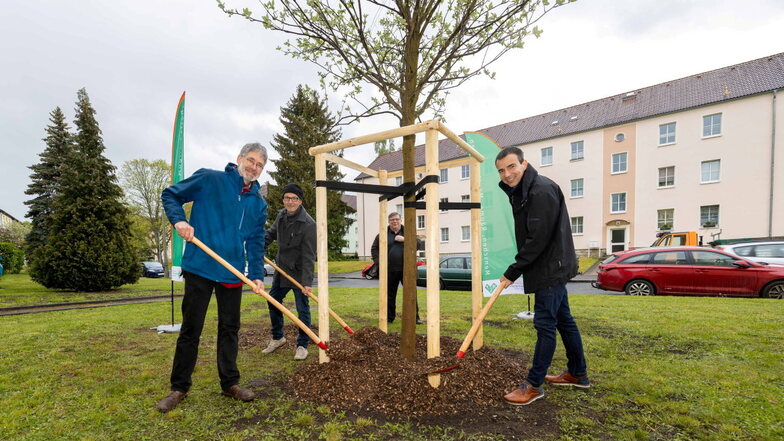 Pflanzen den Baum des Jahres: Helge Goldhahn, Stadtteilmanager Thomas Lehnert sowie Jürgen Scheible und Dirk Perner (v.l.) von der WGP.