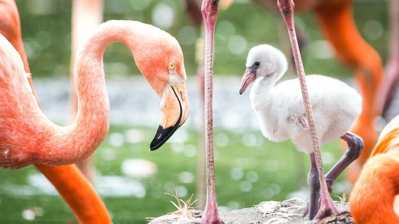 Die Flamingos im Dresdner Zoo und alle andere Bewohner dürfen Kinder am Freitag kostenlos besuchen.